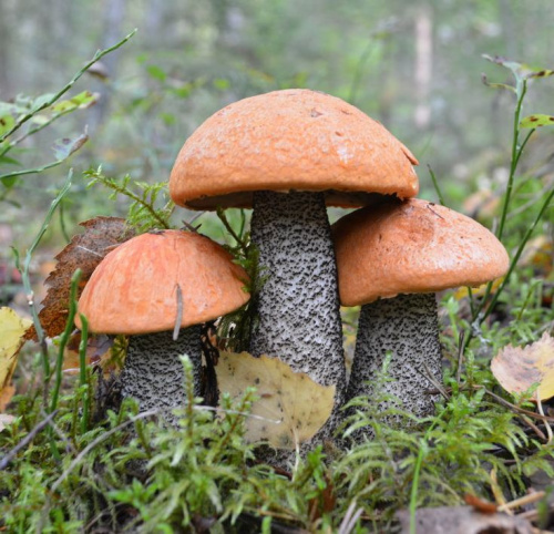 Мицелий грибов Красноголовик сосновый, 15 гр