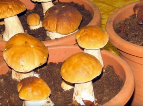 Набор для выращивания Грибное место Белые грибы