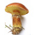 Мицелий грибов Масленок обыкновенный, 15 гр