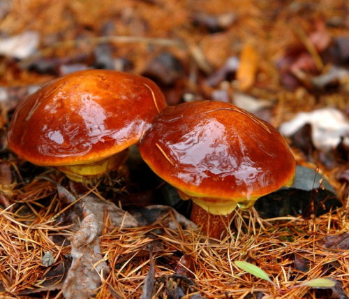 Мицелий грибов Масленок обыкновенный, 15 гр